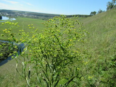 Bupleurum scorzonerifolium