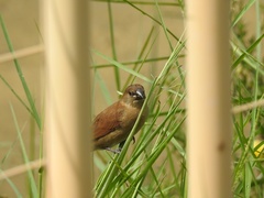 Lonchura leucogastroides