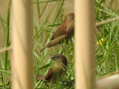 Lonchura leucogastroides