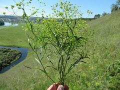 Bupleurum scorzonerifolium