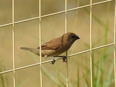 Lonchura leucogastroides