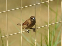 Lonchura leucogastroides