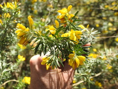Genista