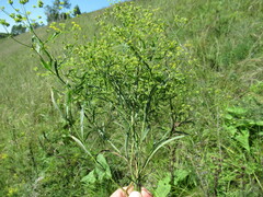 Bupleurum scorzonerifolium