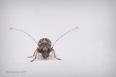 Anthribidae