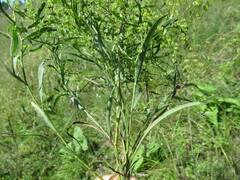 Bupleurum scorzonerifolium