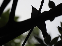 Ficedula zanthopygia