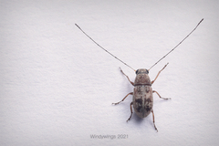 Anthribidae