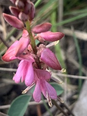Indigofera baileyi