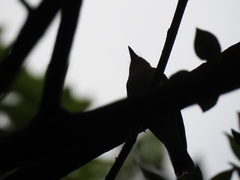 Ficedula zanthopygia