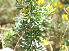 Genista