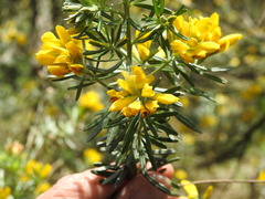 Genista