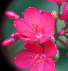 Jatropha integerrima