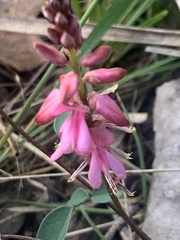 Indigofera baileyi