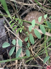 Indigofera baileyi