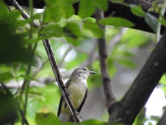 Ficedula zanthopygia