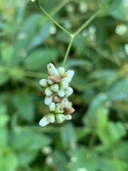 Persicaria sagittata