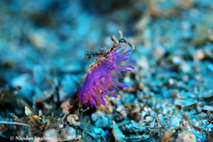 Flabellina affinis