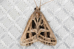 Callistege intercalaris