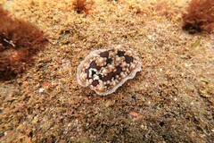 Dendrodoris krusensternii