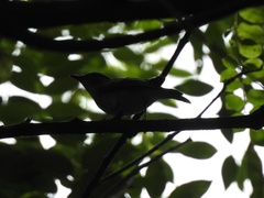 Ficedula zanthopygia