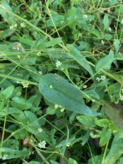 Persicaria sagittata