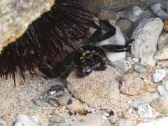 Leptograpsus variegatus