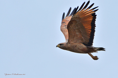 Buteogallus meridionalis