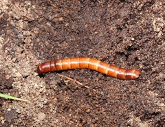 Tenebrio molitor