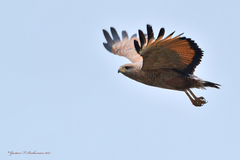 Buteogallus meridionalis