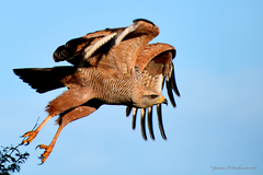Buteogallus meridionalis