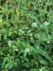 Persicaria sagittata