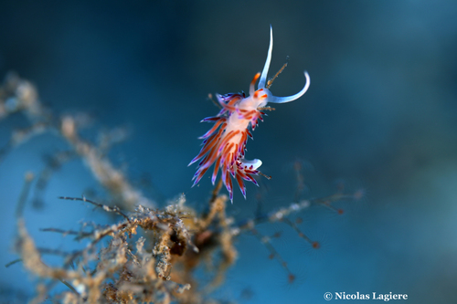 Photo of Peregrine aeolid (Cratena peregrina)