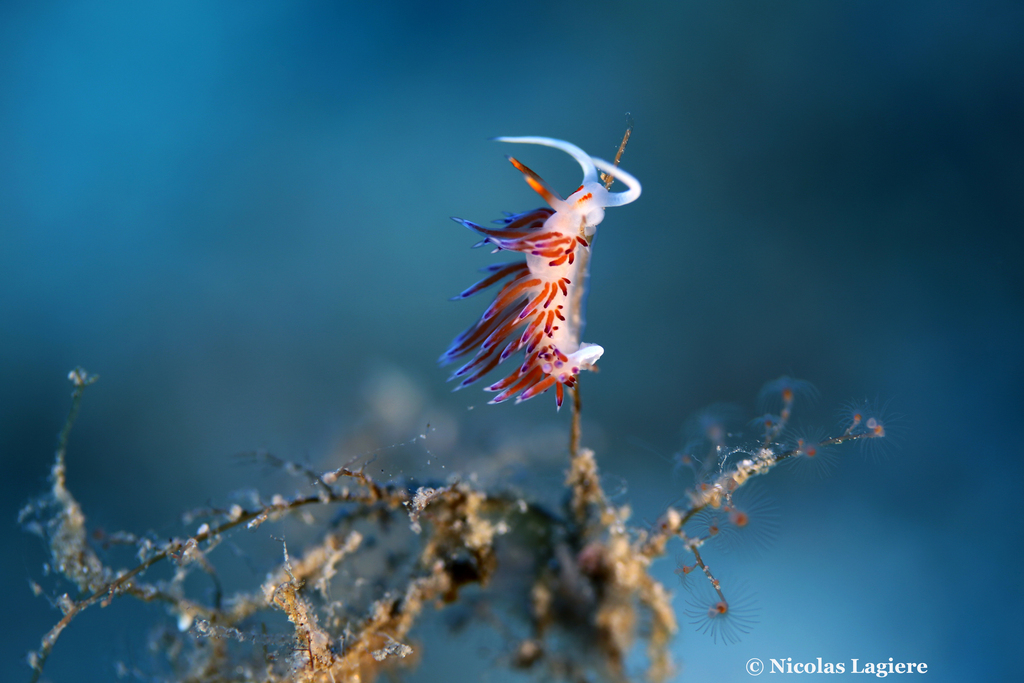 Photo of Peregrine aeolid (Cratena peregrina)