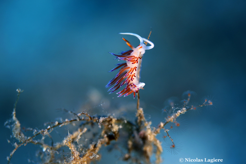 Cratena Slug