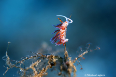 Cratena Slug