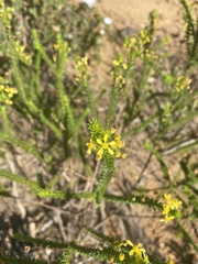 Euryops
