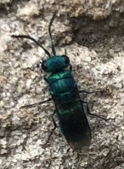 Chrysura
