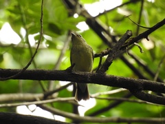 Ficedula zanthopygia