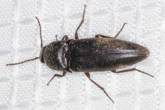 Diplostethus opacicollis
