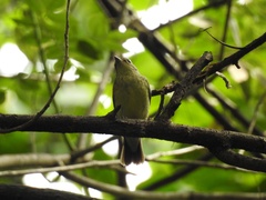 Ficedula zanthopygia