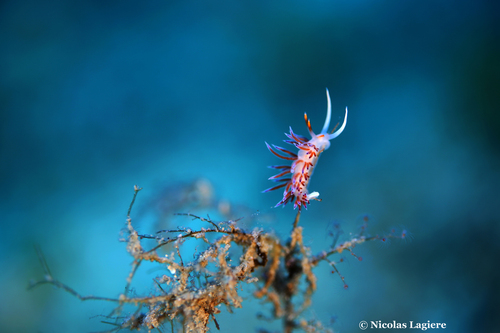 Photo of Peregrine aeolid (Cratena peregrina)