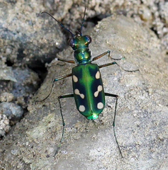 Cosmodela fleutiauxi