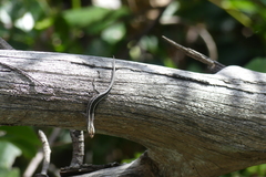 Cryptoblepharus pulcher