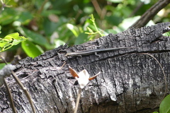 Cryptoblepharus pulcher