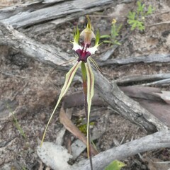 Caladenia tensa