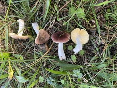 Russula cessans