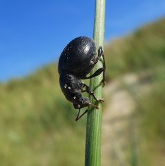 Otiorhynchus atroapterus