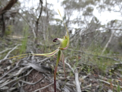 Caladenia tensa