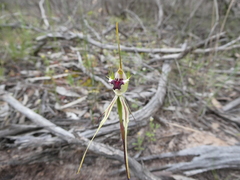 Caladenia tensa